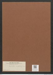 Hantzschia amphioxys Grunow (de-Toni-Nr.: Genus 50, Species 2204 var. ?) Zeichnungen Sammlung Grunow Mappe 02417 (Herbarium_W_Grunow_drawings_Folder_02417)